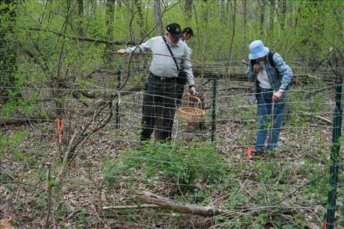 Protecting Resources: Sustaining Wild Mushrooms in Four NCR Parks - Photos from University of Arkansas led study