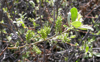 Arroyo willow leaves and flower buds