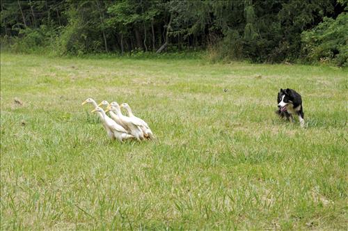 Herding ducks at The Spicy Lamb Farm in Cuyahoga Valley National Park