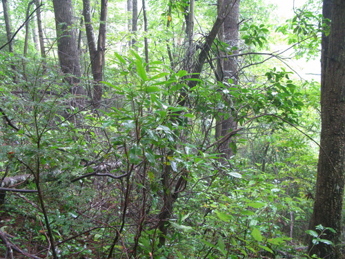 GRSM Accuracy Assessment. Plot Code: GRSM_AA_0212_3