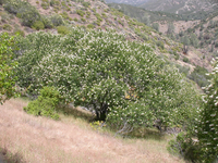 A California buckeye tree in bloom