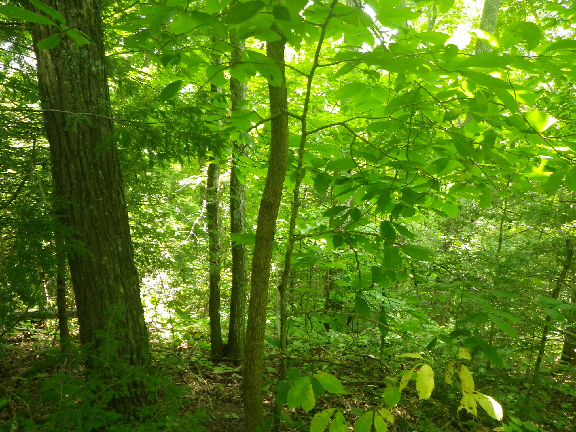 GRSM Accuracy Assessment. Plot Code: GRSM_AA_0578_3