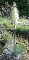 A yucca plant in bloom