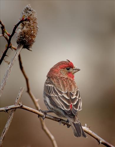 House finch and American goldfinch in Cuyahoga Valley National Park