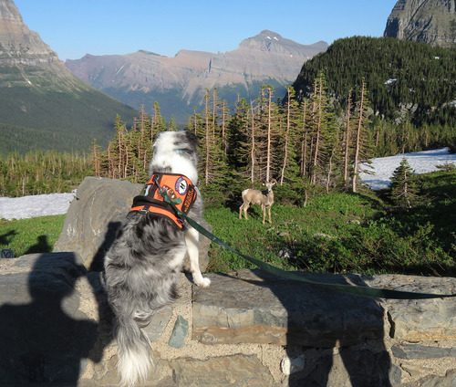 Border collie wearing orange work vest sits on a low wall, watching a bighorn ram in the grass below. The ram looks back at the dog.