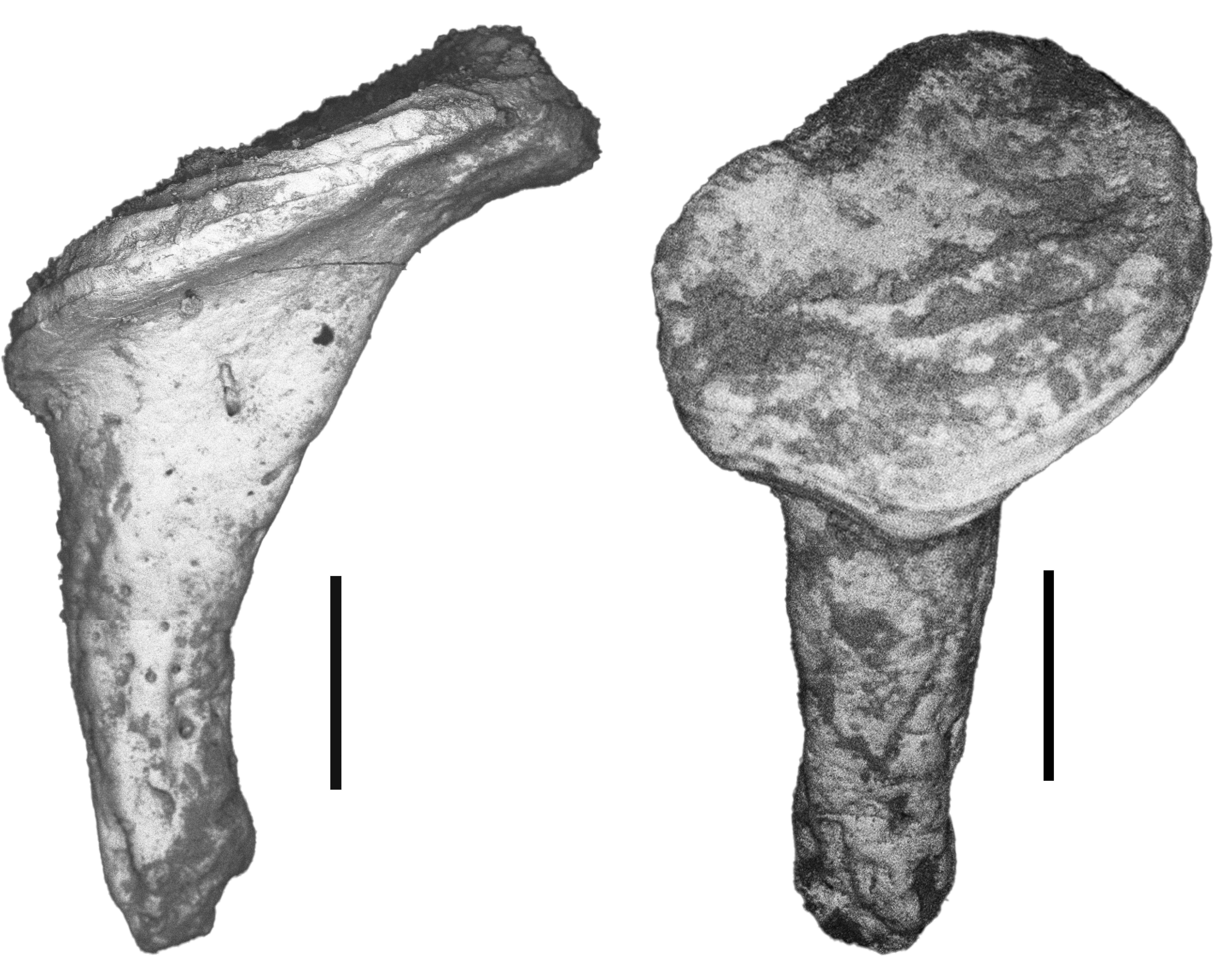 Side-by-side images of a fossilized tooth from different angles with a short line for scale. 