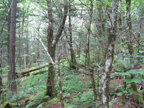 GRSM Accuracy Assessment. Plot Code: GRSM_AA_0086_2