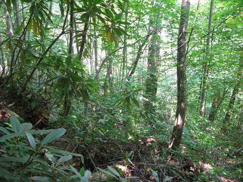 GRSM Accuracy Assessment. Plot Code: GRSM_AA_0027_2