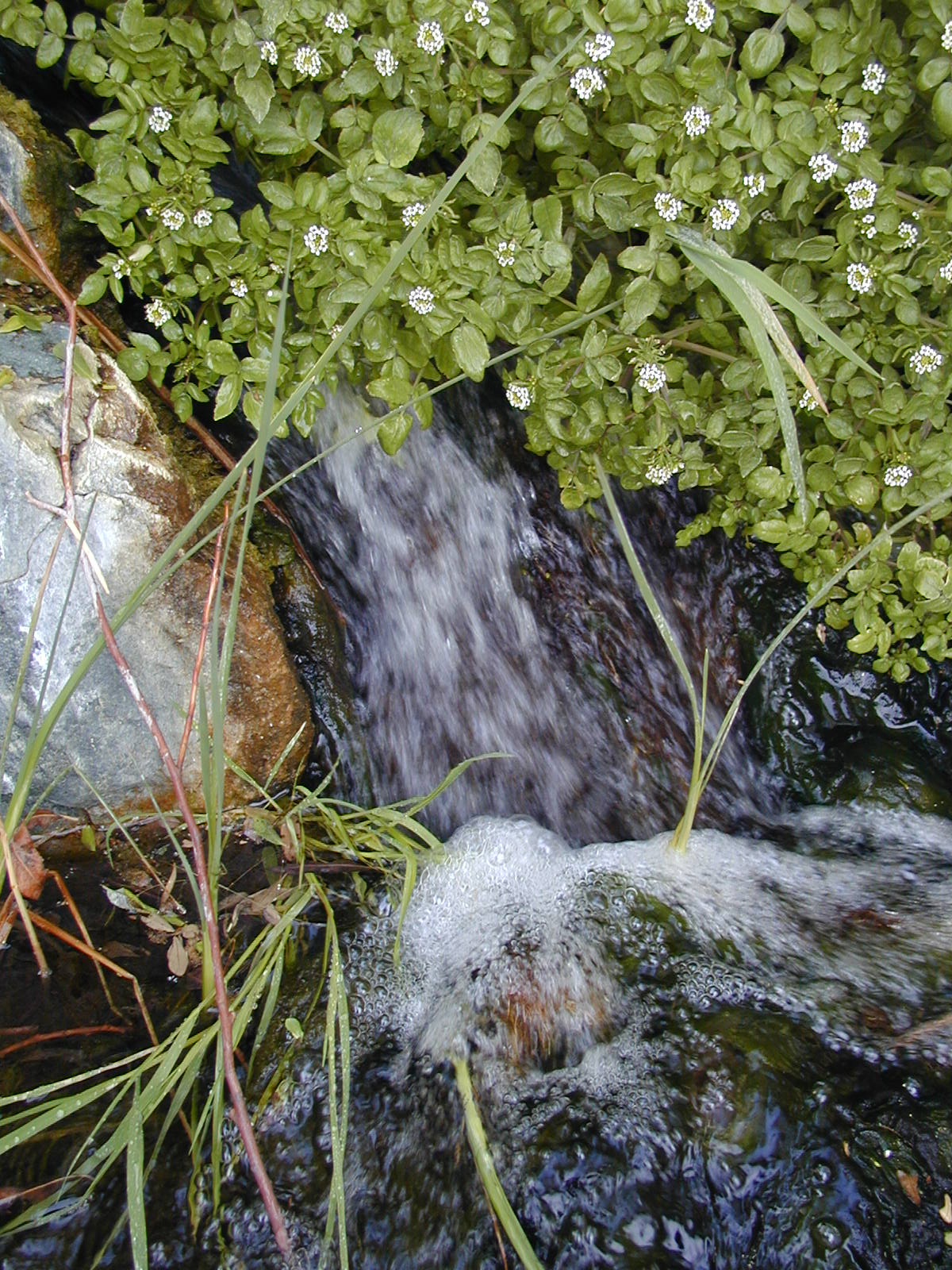 photo for the DEVA Soundscape Map- watercress at Darwin Falls.