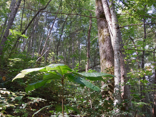 GRSM Accuracy Assessment. Plot Code: GRSM_AA_0919_5