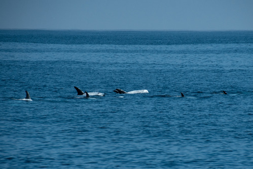 Risso Dolphins off Chennel Islands National Park