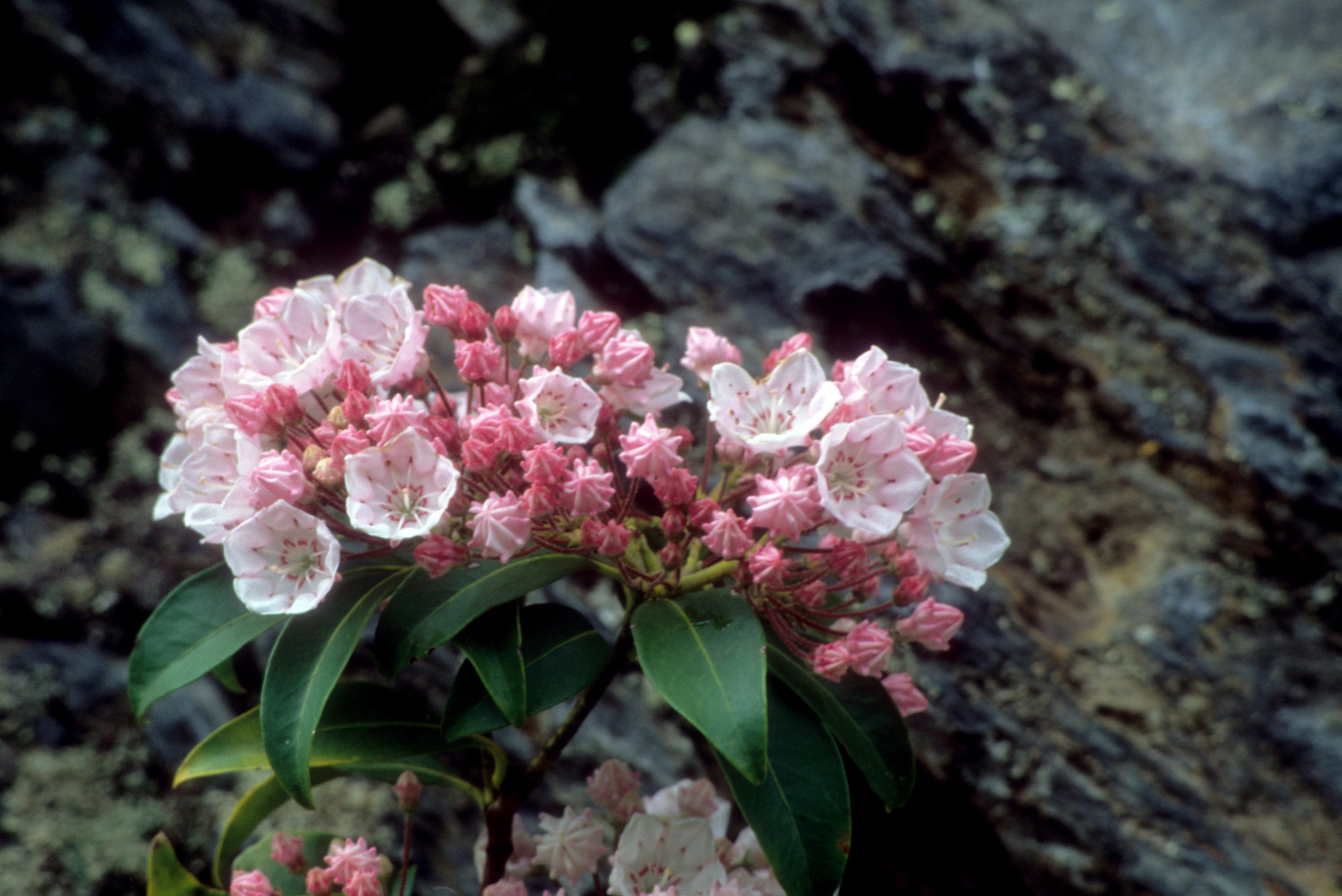 Bunch of light pink cupped shaped flowers with star-shaped pattern on petals.