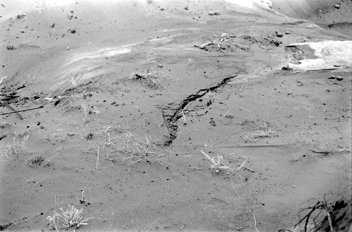 BW photo of the 1937 grazing study 35MM.