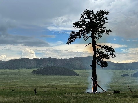 A lone, twisted tree burns along its trunk with a meadow valley and mountains in the background