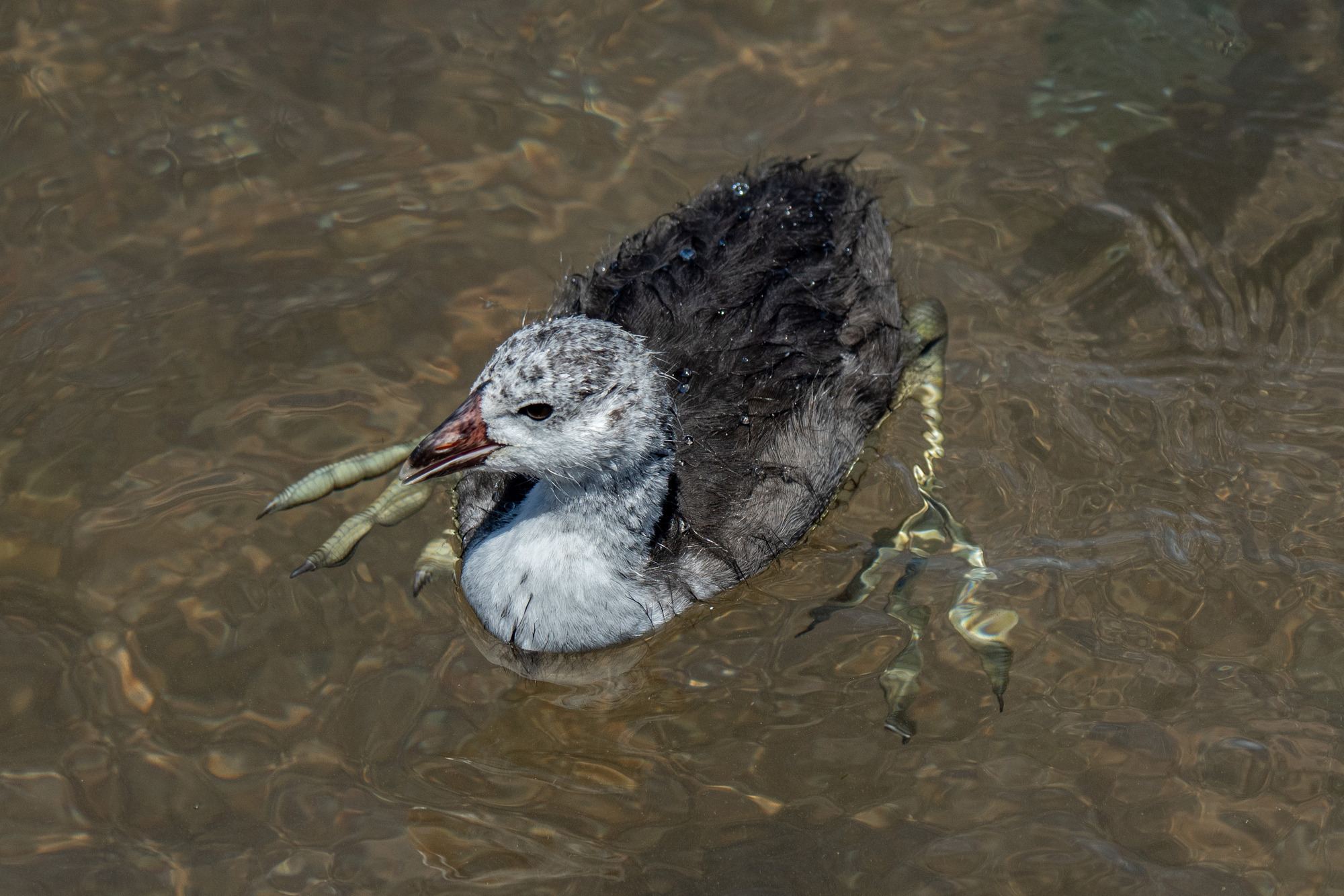 dark grey bird with light grey head 