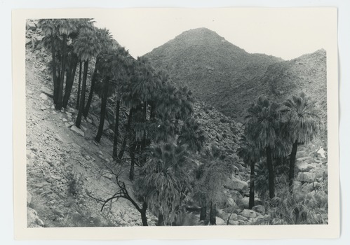 Black and white image of 49 Palms Oasis