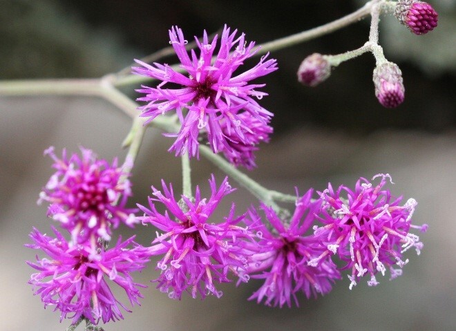 Six clusters of small, pink, ray-shaped flowers.