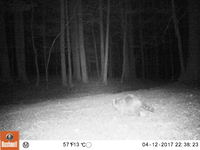 A side profile of a raccoon walking in a field with a forest in the background.