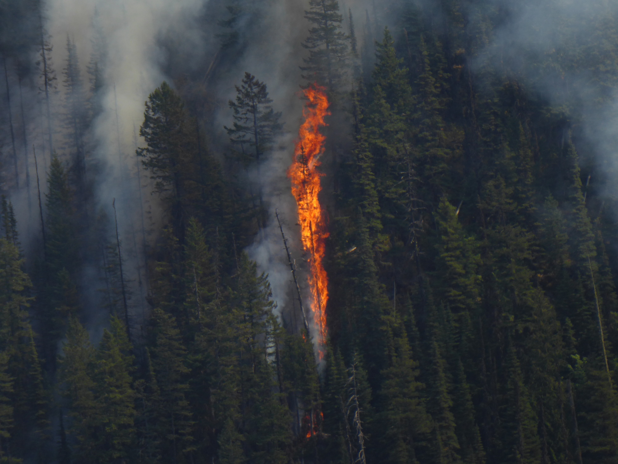 Flames burning up single tree while ambient smoke rises from other trees and the ground.