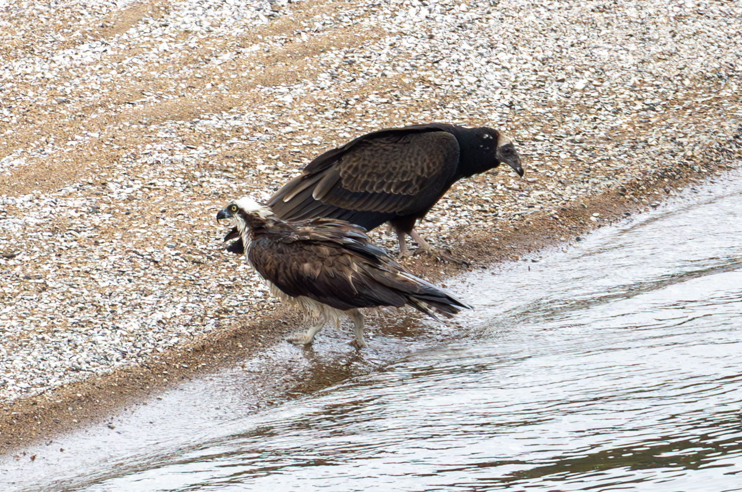 An Osprey and a Black Vulture stand side-by-side on a rocky beach at the edge of the Potomac River in Great Falls Park, Virginia.