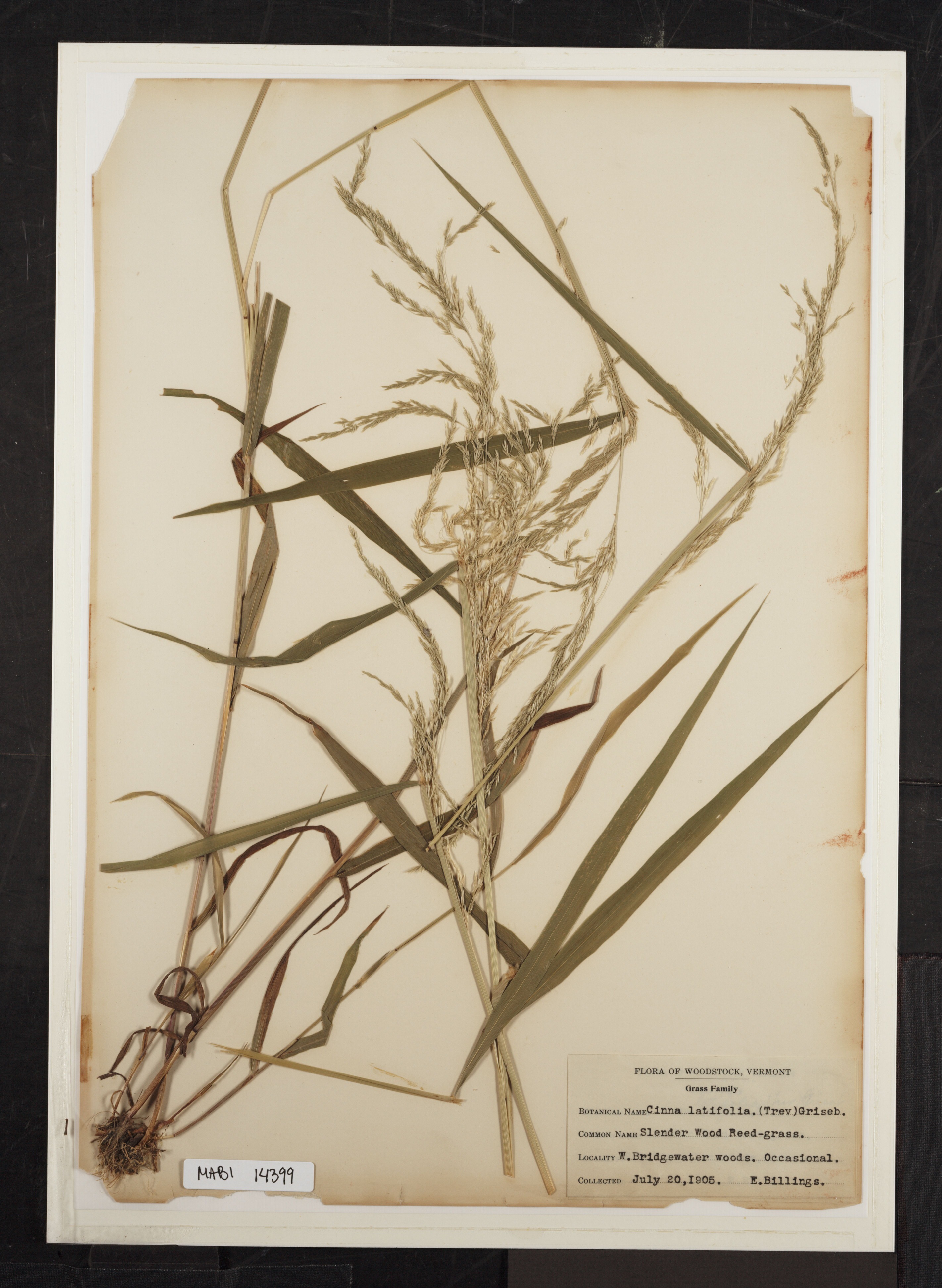 Preserved biological specimen on paper.