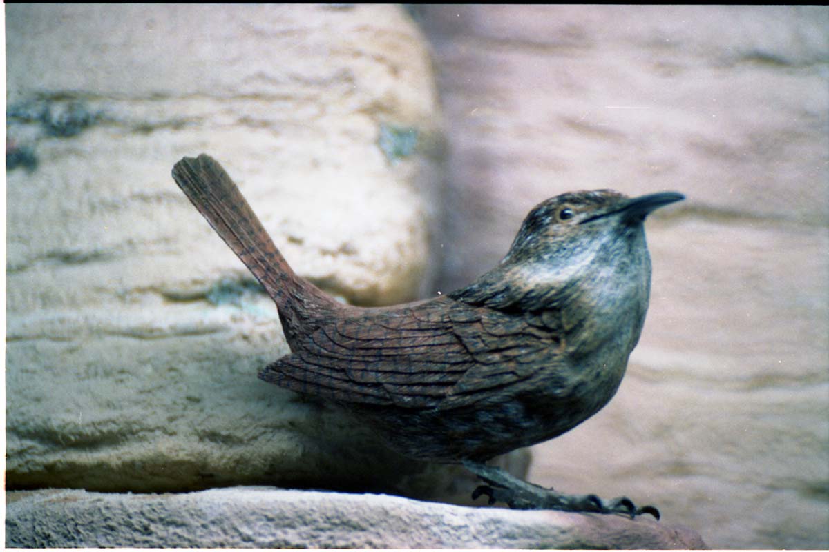 Color Photo of wooden Canyon Wren added to museum in January 1995, and the carver, Charles Foote.