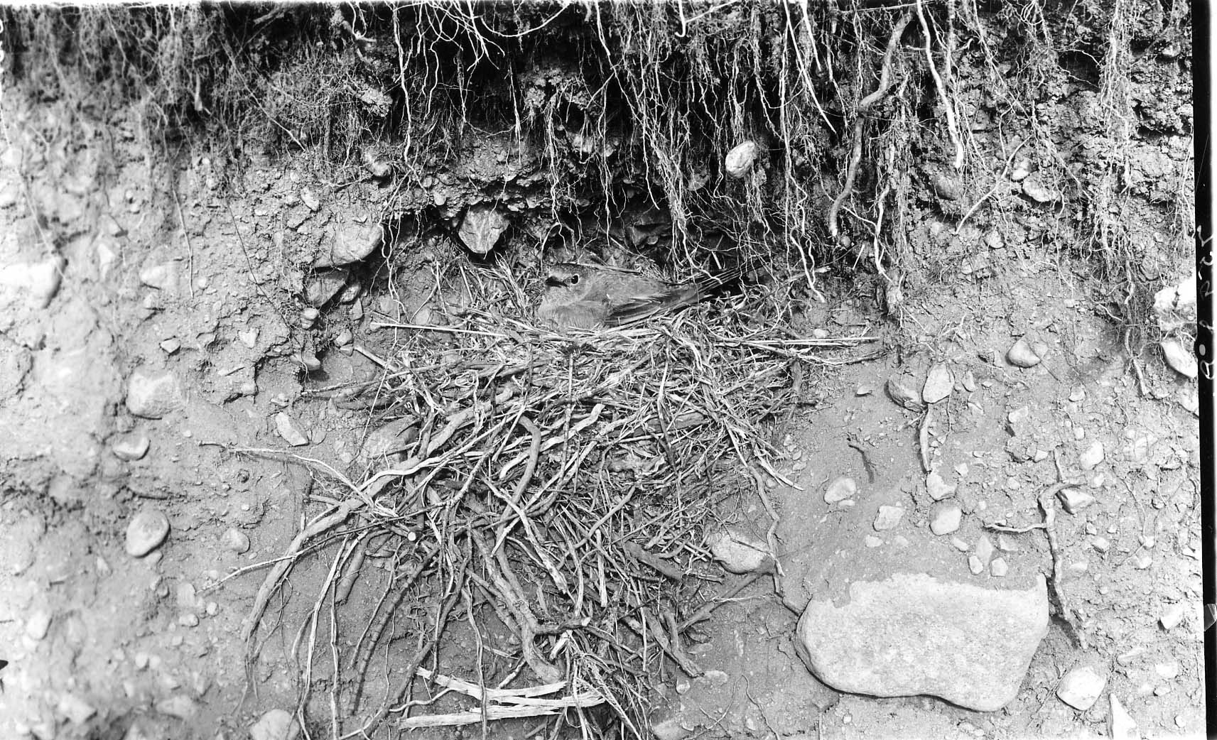 Townsend Solitaire on nest