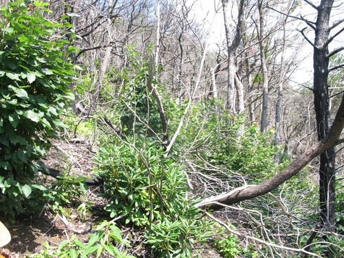 GRSM Accuracy Assessment. Plot Code: GRSM_AA_0736_3