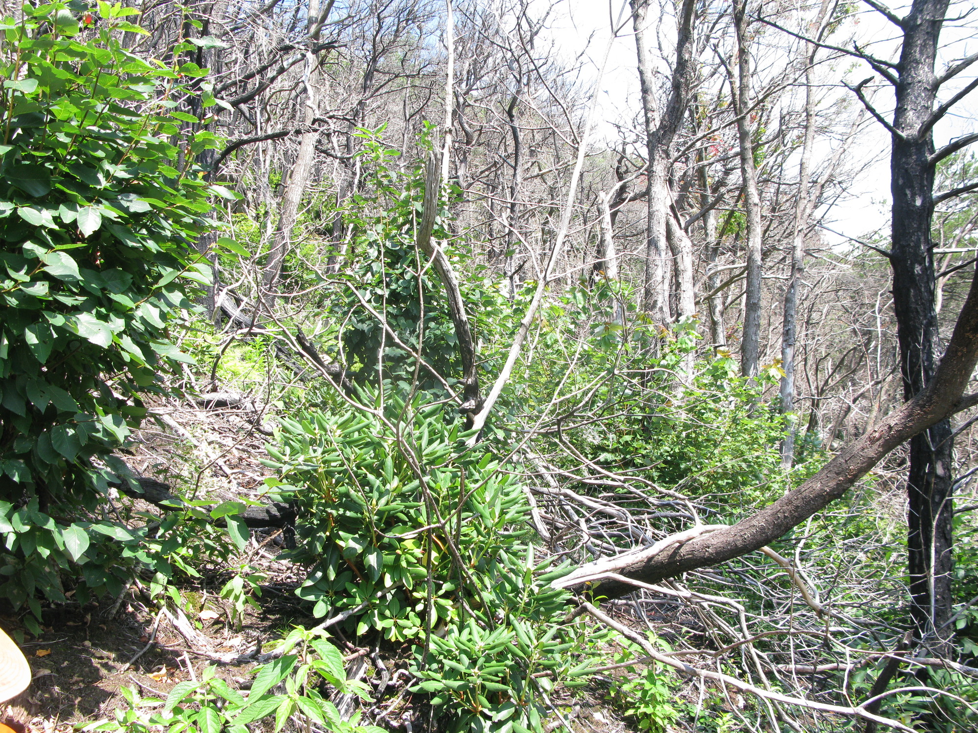 GRSM Accuracy Assessment. Plot Code: GRSM_AA_0736_3