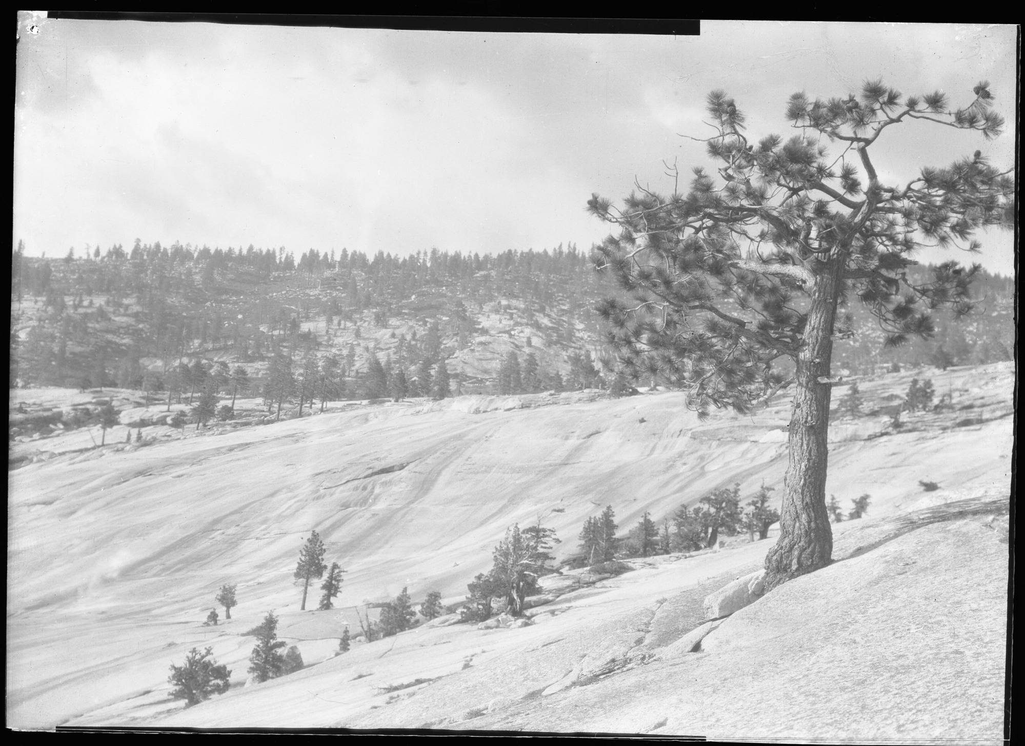 Across granite slopes, stunted pine in foreground. Yosemite Park, Cal.