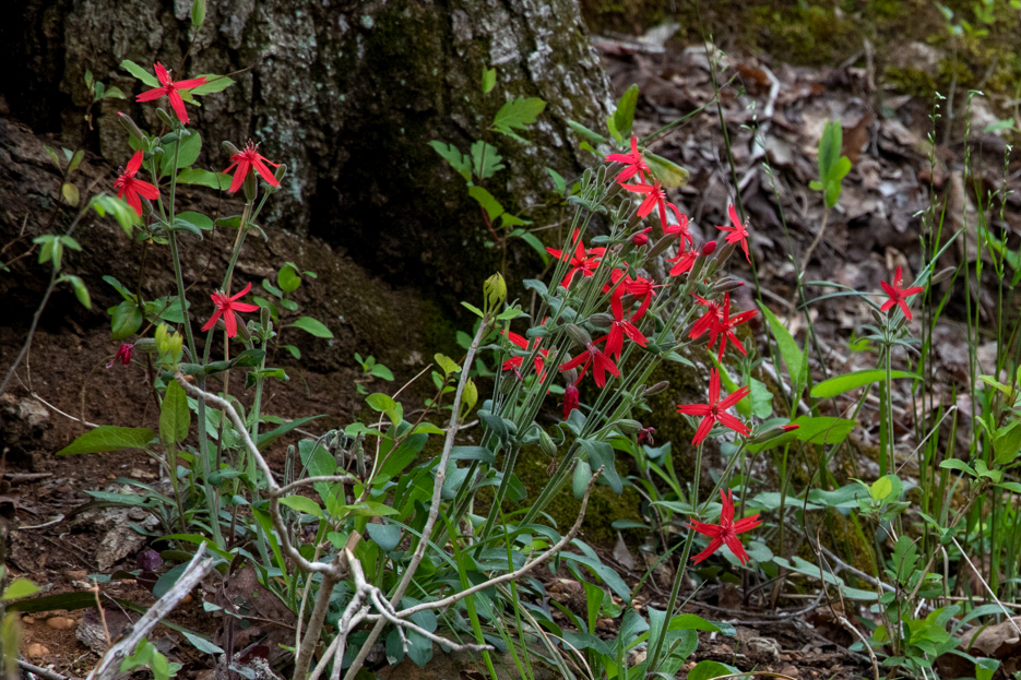 A dozen or so narrow-petaled bright red flowers scattered with green stems and leaves.