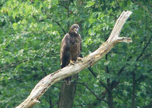Young bald eagle has just fledged near Pinery Narrows