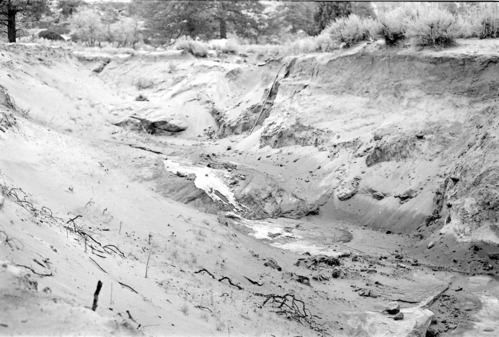 BW photo of the 1937 grazing study 35MM.