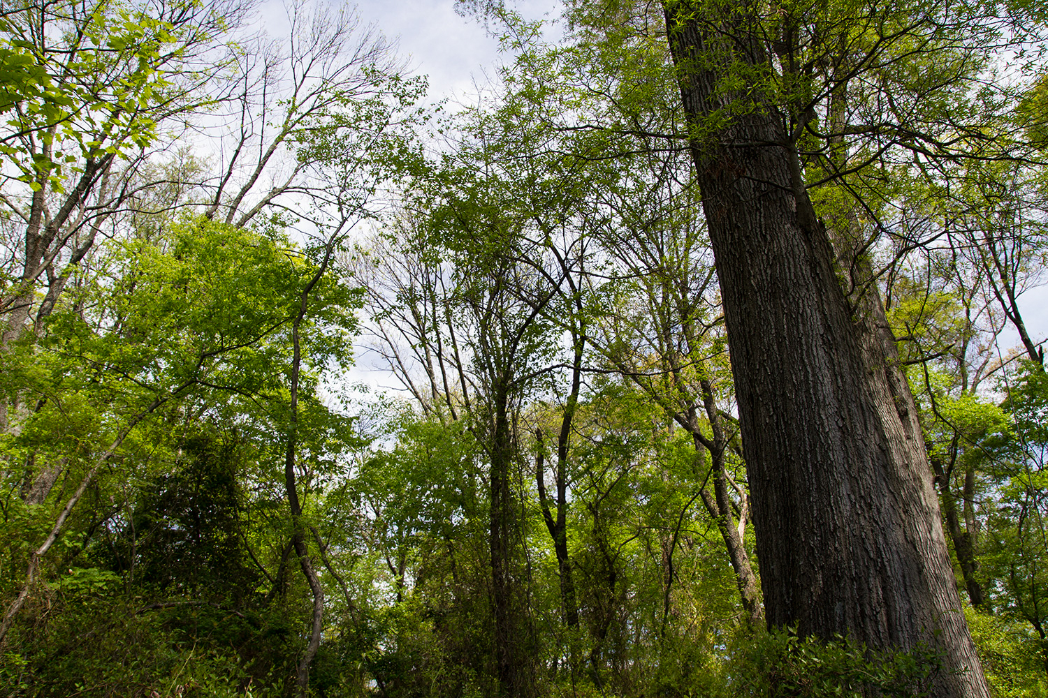 Coastal Plain Oak Forest