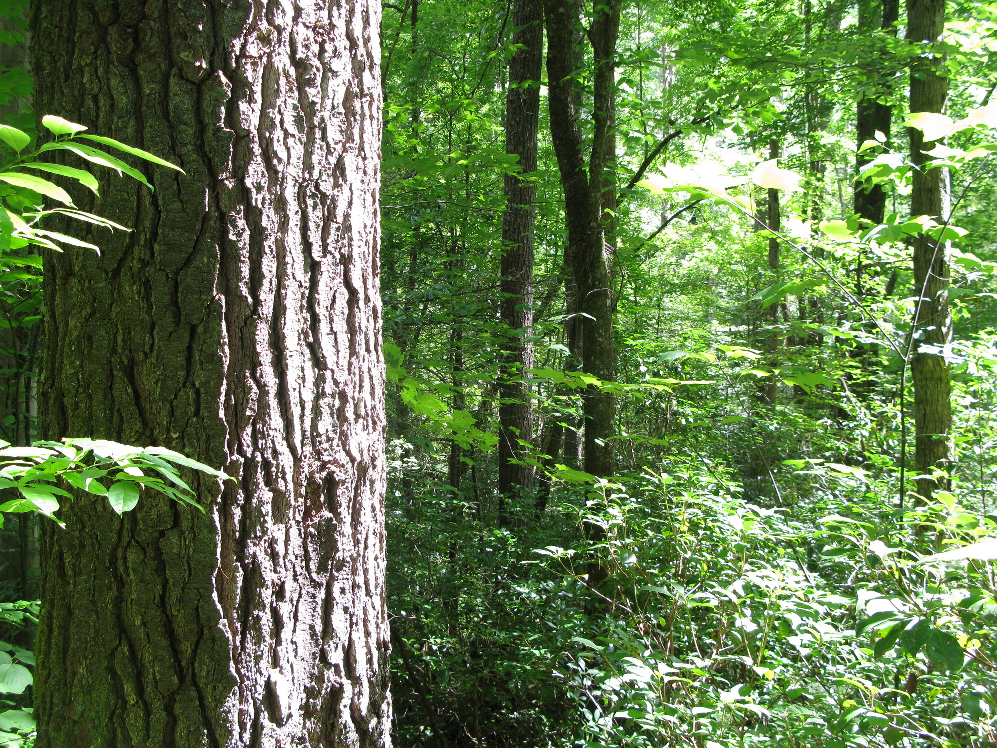 GRSM Accuracy Assessment. Plot Code: GRSM_AA_0302_4