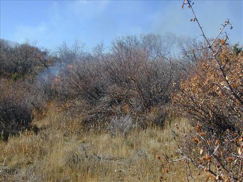 High intensity flames in dense brush during Far View prescribed fire, November 2001