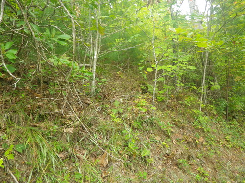 GRSM Accuracy Assessment. Plot Code: GRSM_AA_0505_2