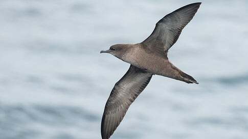 Short-tailed shearwater in flight