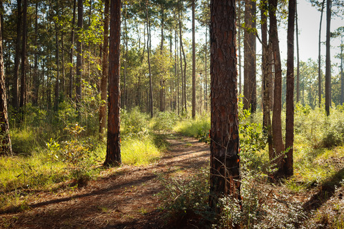 A trail winding through trees and grasses in warm morning sunlight.
