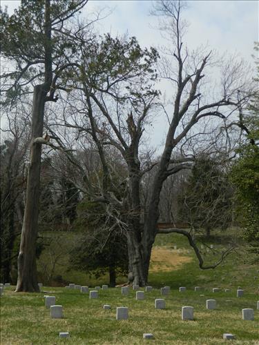 Trees at Chatham Lane and National Cemetery Fredericksburg and Spotsylvania March 2015
