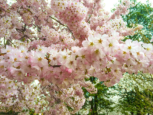 Cluster of pink cherry blossoms 