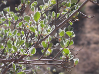 Birch-leaved mountain mahogany leaves
