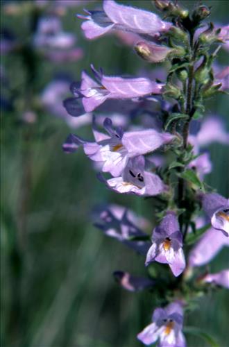 Badlands Flowers: Red, Pink, Blue