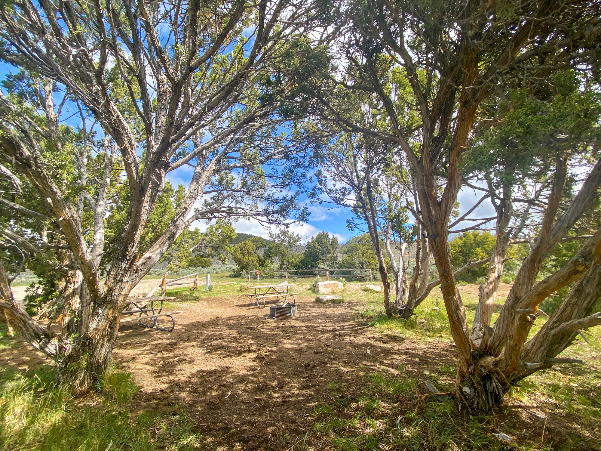 Picnic table, fire ring, and tent area with shady juniper trees.