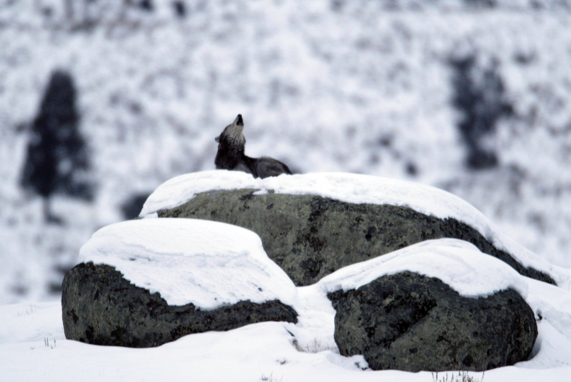 Glacial boulders are covered with snow and a wolf is on top howling.