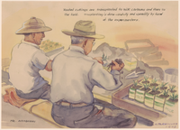 Two men on a bench, back towards us, transplanting cuttings into milk cartons.