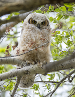 Great horned owl chick in cottonwood tree