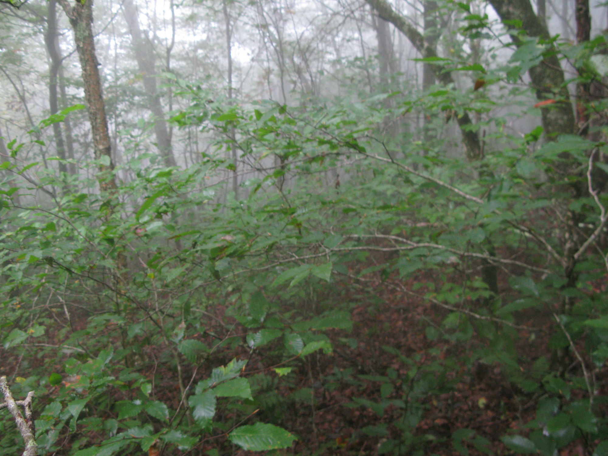 GRSM Accuracy Assessment. Plot Code: GRSM_AA_0575_3