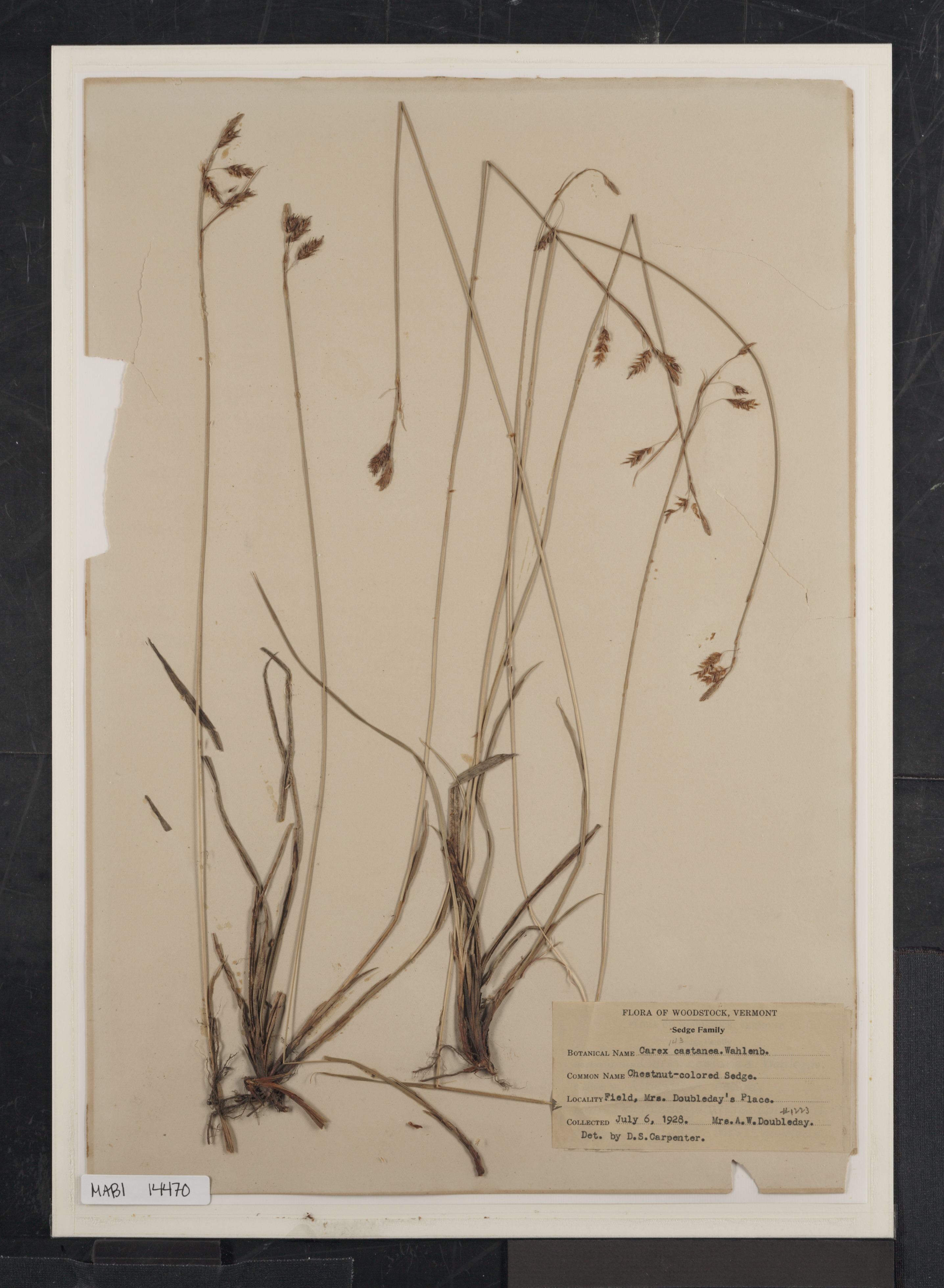 Preserved biological specimen on paper.