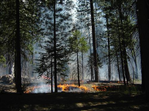 Roads End Prescribed Fire, Sequoia and Kings Canyon National Parks, May 2005